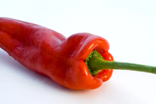 stock image Pepper