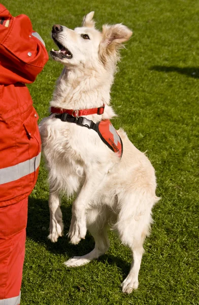 Rescue Dog — Stock Photo, Image