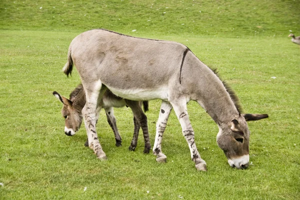 Donkeys — Stock Photo, Image