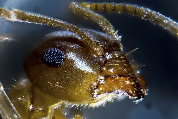 Microfoto: Hormiga antes de fondo oscuro — Foto de Stock