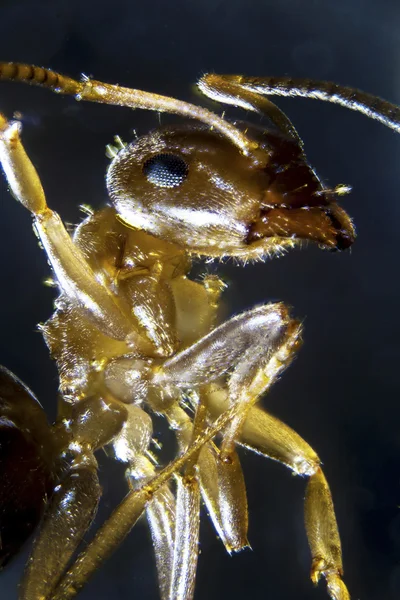 어두운 배경 전에 Microphoto: 개미 — 스톡 사진