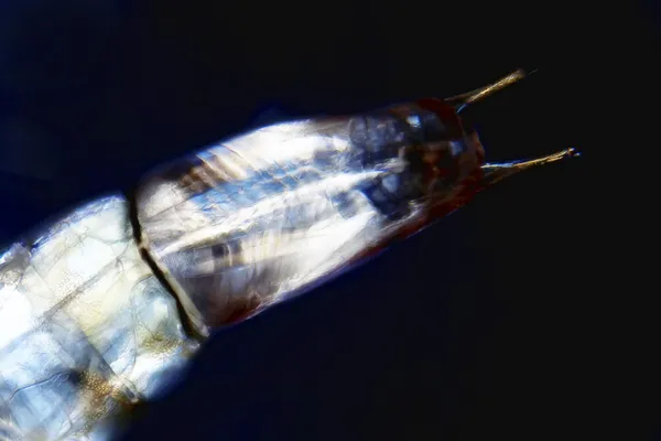 Larva. — Foto de Stock