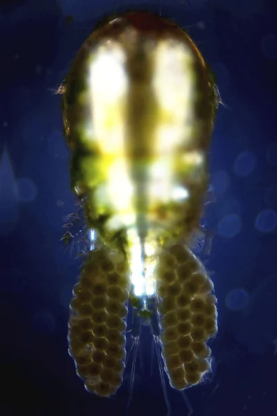 Microfoto de uma larva de mosquito — Fotografia de Stock