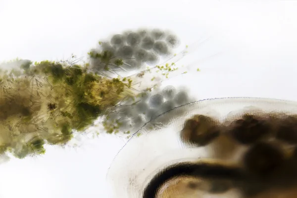 Microfoto: Dettaglio di un'ape — Foto Stock