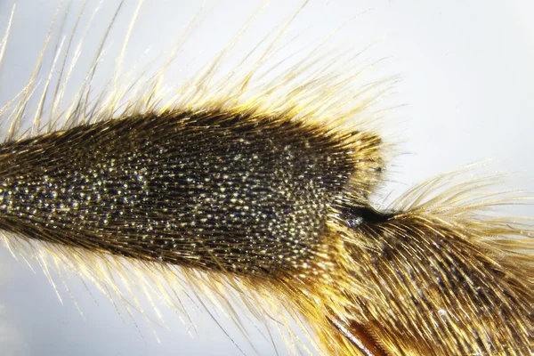 stock image Microphoto: Detail of a bee