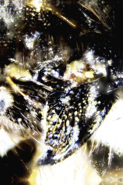 Микрофото: пчела — стоковое фото