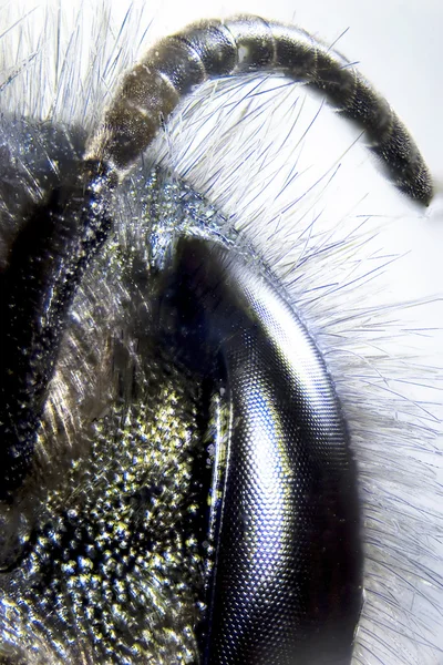 Microfoto: Detalhe de uma abelha — Fotografia de Stock