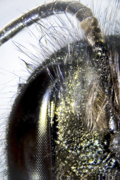 Microphoto: Detail van een honingbij — Stockfoto