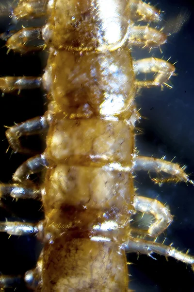 Microphoto av en gnat larv — Stockfoto