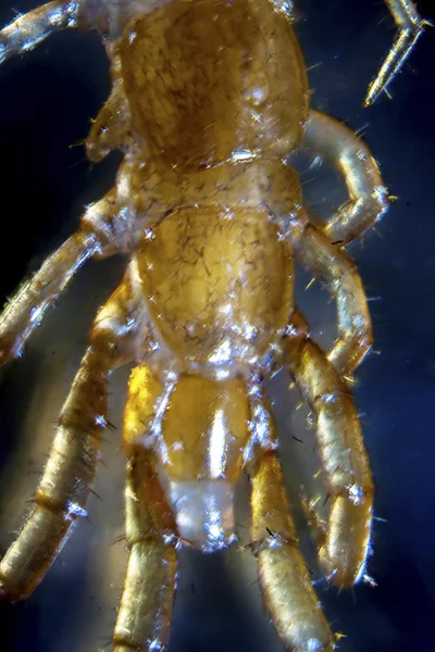 Microfoto de uma larva de mosquito — Fotografia de Stock