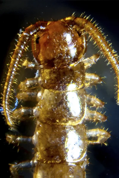 Microphoto of a gnat larva — Stock Photo, Image