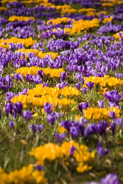 Crocus — Stockfoto