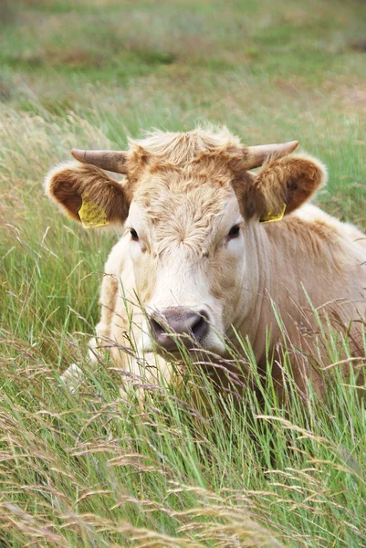 Cow in St. Peter-Ording, Germany — Stock Photo, Image
