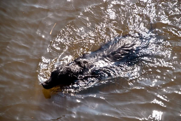 Hund som simmar i en flod — Stockfoto