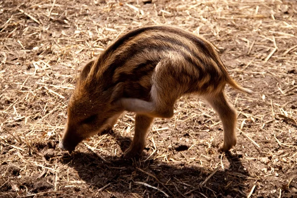 stock image Young wild boars