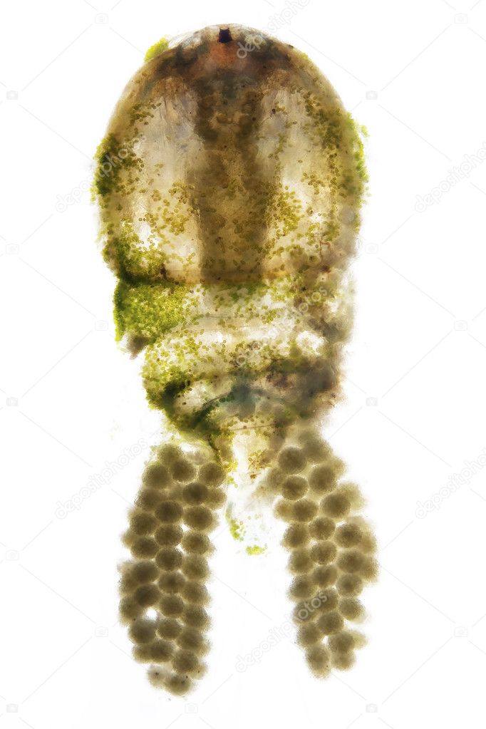 Microphoto of a gnat larva