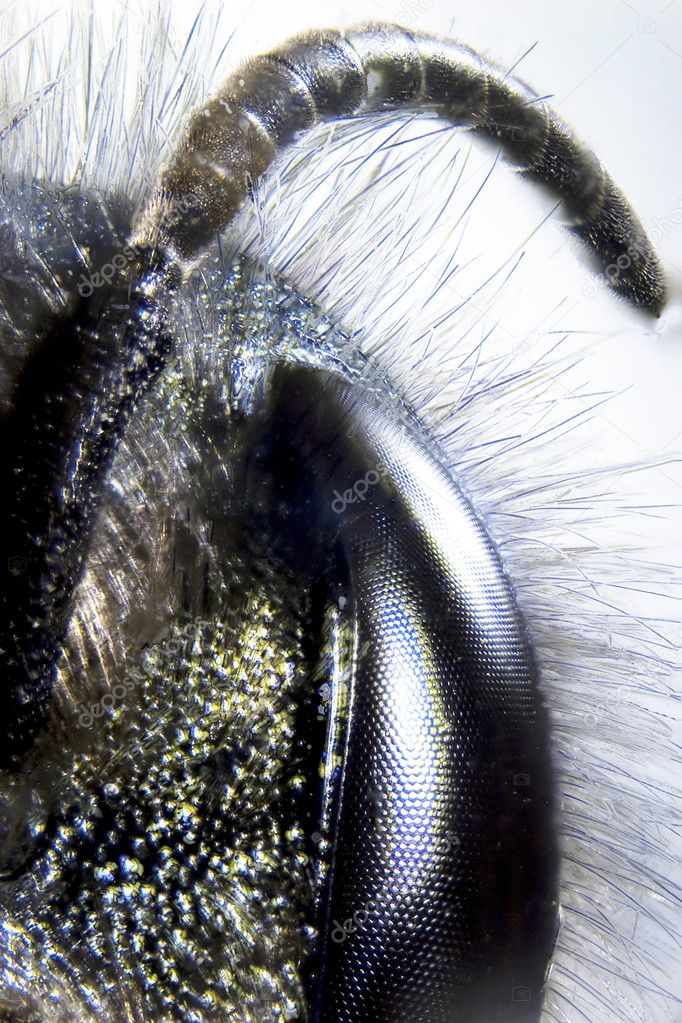 Microphoto: Detail of a bee