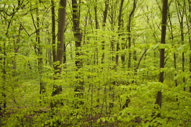 Harz Dağları, Almanya