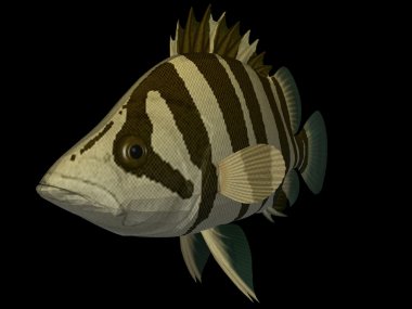 3D Fish clipart