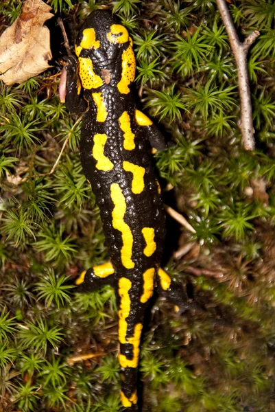 Salamandra de fogo — Fotografia de Stock