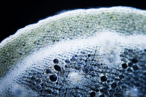 Bitki hücreleri — Stok fotoğraf