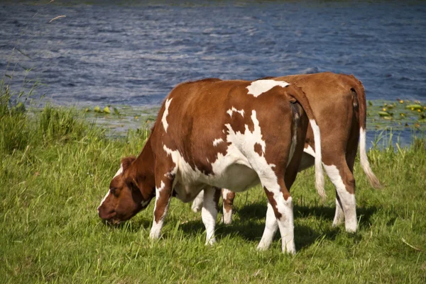 Cows — Stock Photo, Image