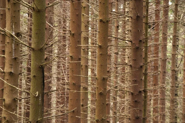 stock image In the Harz Mountains