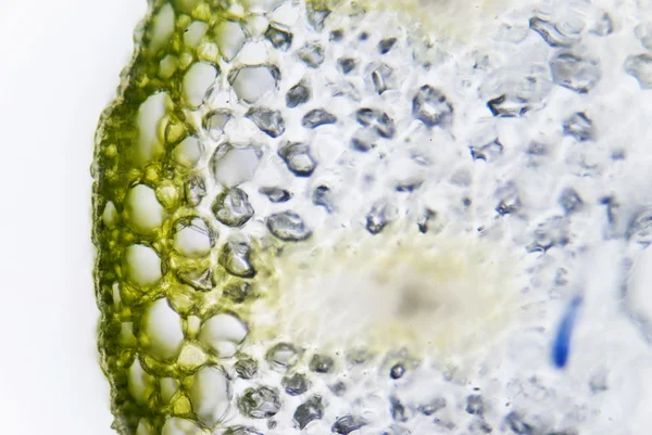 Cellules d'une plante — Photo