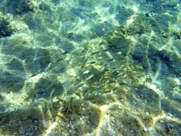 Bajo el agua en el mar Egeo — Foto de Stock