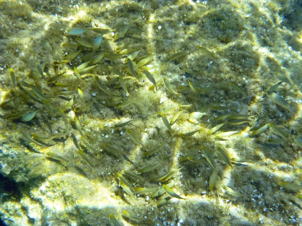 Bajo el agua en el mar Egeo — Foto de Stock