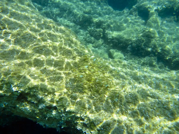Onderwater in de Egeïsche zee — Stockfoto