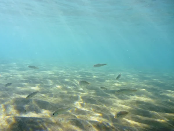Bajo el agua —  Fotos de Stock