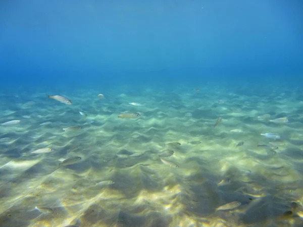 Bajo el agua — Foto de Stock