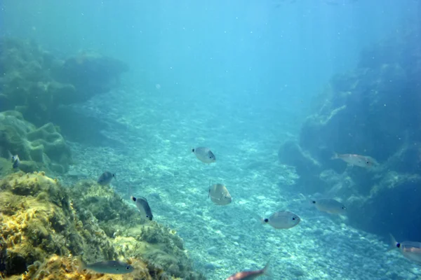 stock image Underwater