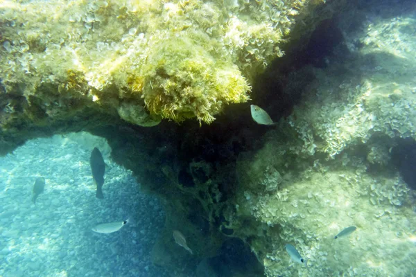 Bajo el agua — Foto de Stock