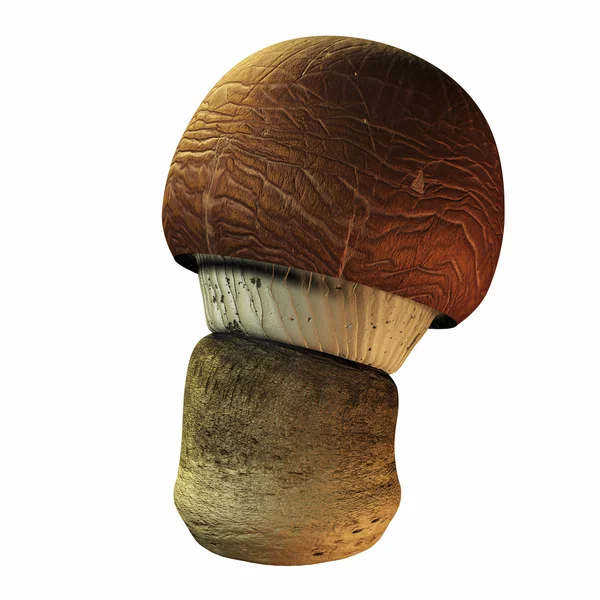 stock image Mushroom