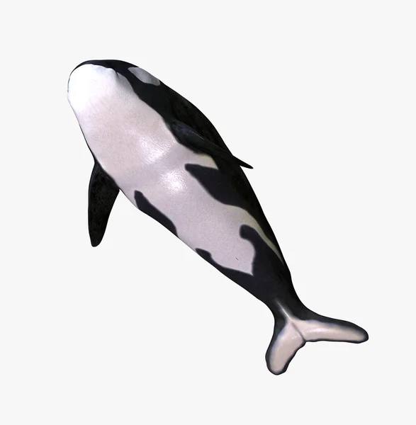Orca. — Fotografia de Stock
