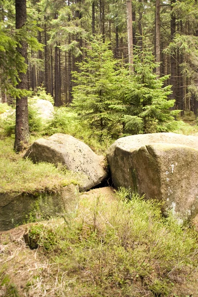 In the Harz Mountains — Stock Image In the Harz Mountains Royalty Free Stock Photos