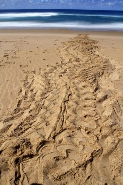 Leatherback turtle tracks clipart