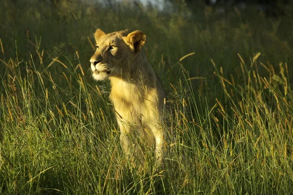 Joven león macho — Foto de Stock
