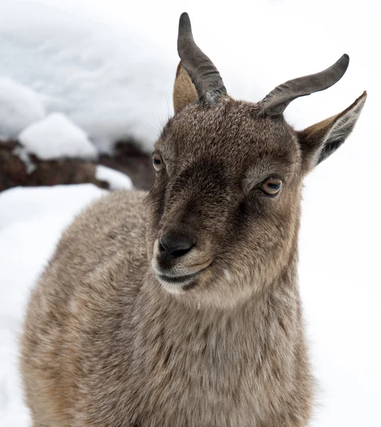 stock image Markhor