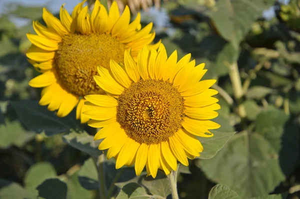 Zwei Sonnenblumen — Stockfoto
