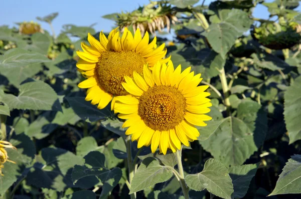 Zwei Sonnenblumen — Stockfoto