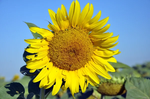 Gelbe Sonnenblume auf dem Hintergrund des blauen Himmels — Stockfoto