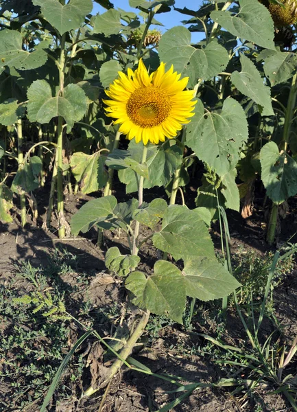 En liten solros i fältet — Stockfoto
