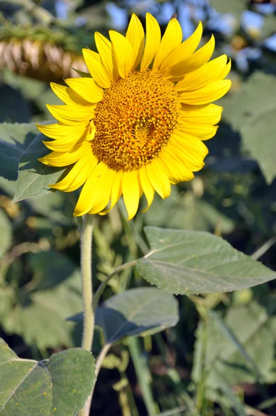 Yellow sunflower — Stock Photo, Image
