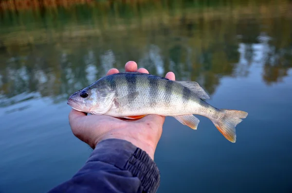 Il pesce persico è nelle mani di un pescatore — Foto Stock