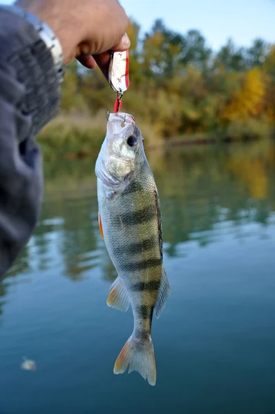 Perch caught on a metal spoon Stock Picture