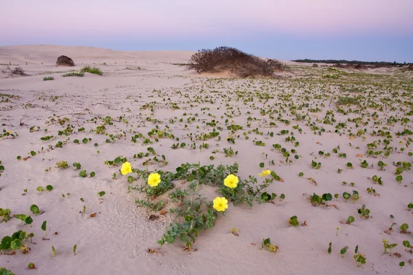 stock image Pink Desert