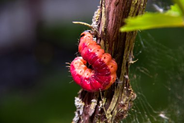 The big beautiful caterpillar sits on a grapevine clipart